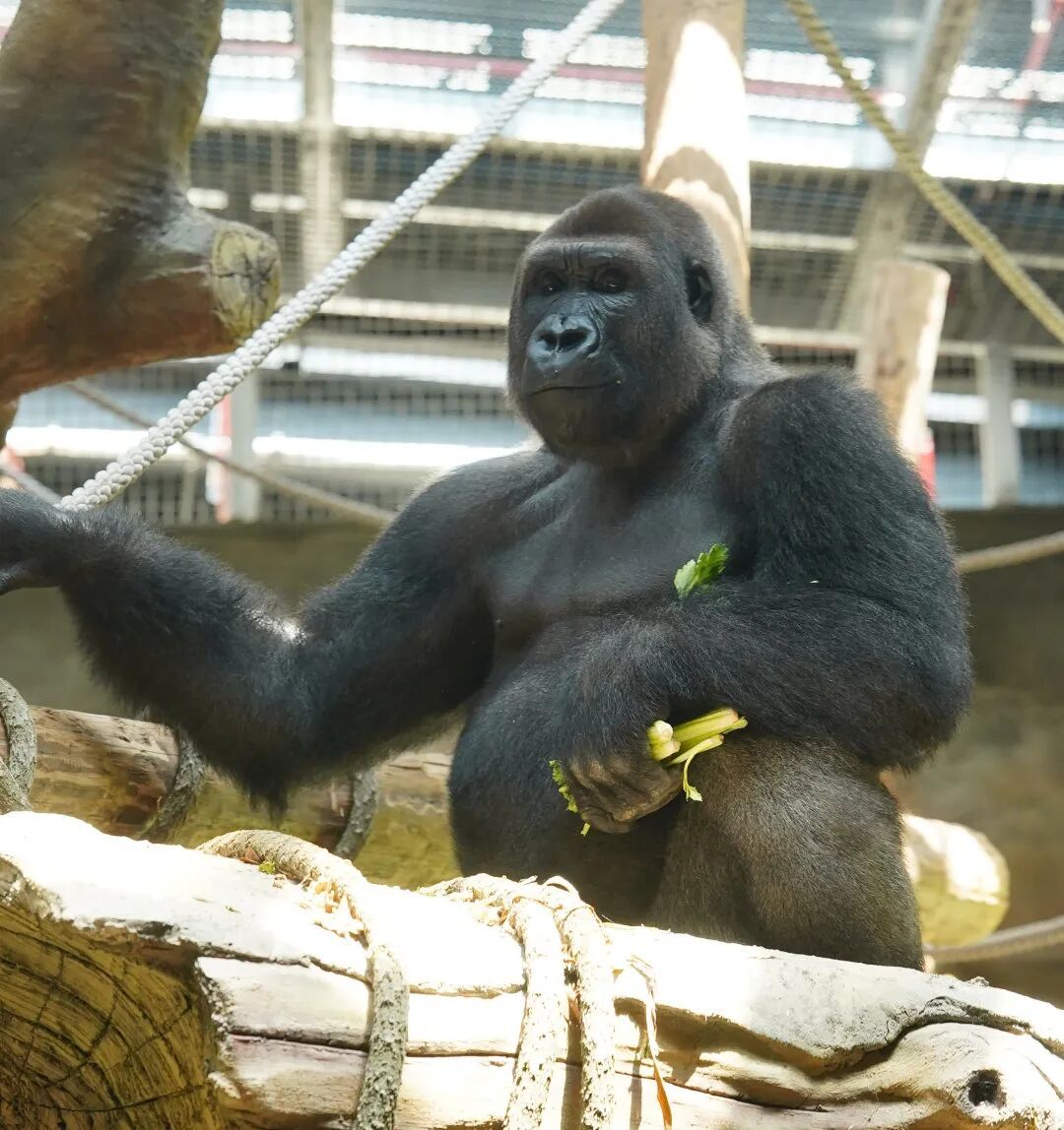 红山猩猩 “天团” 征名火出圈!网友:把取名玩明白了 红山猩猩 “天团” 征名火出圈!网友:把取名玩明白了