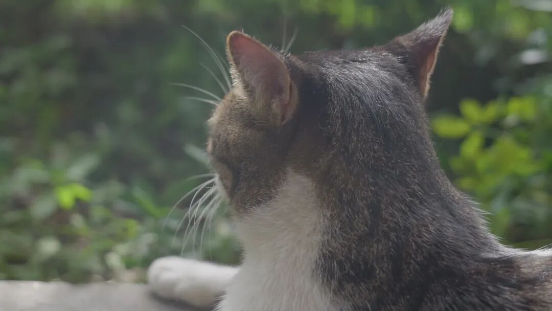 一网友发布本地“虐猫”照片，警方辟谣：文字系AI合成，图片系网图