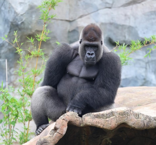 红山猩猩 “天团” 征名火出圈!网友:把取名玩明白了 红山猩猩 “天团” 征名火出圈!网友:把取名玩明白了