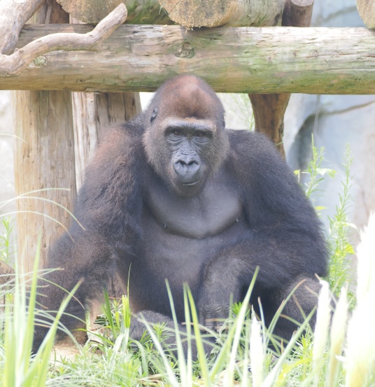 红山猩猩 “天团” 征名火出圈!网友:把取名玩明白了 红山猩猩 “天团” 征名火出圈!网友:把取名玩明白了