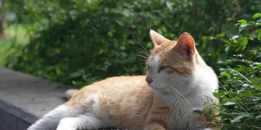 “贵州文昌阁多只小猫被挖眼”？男子用AI造谣，被警方处罚