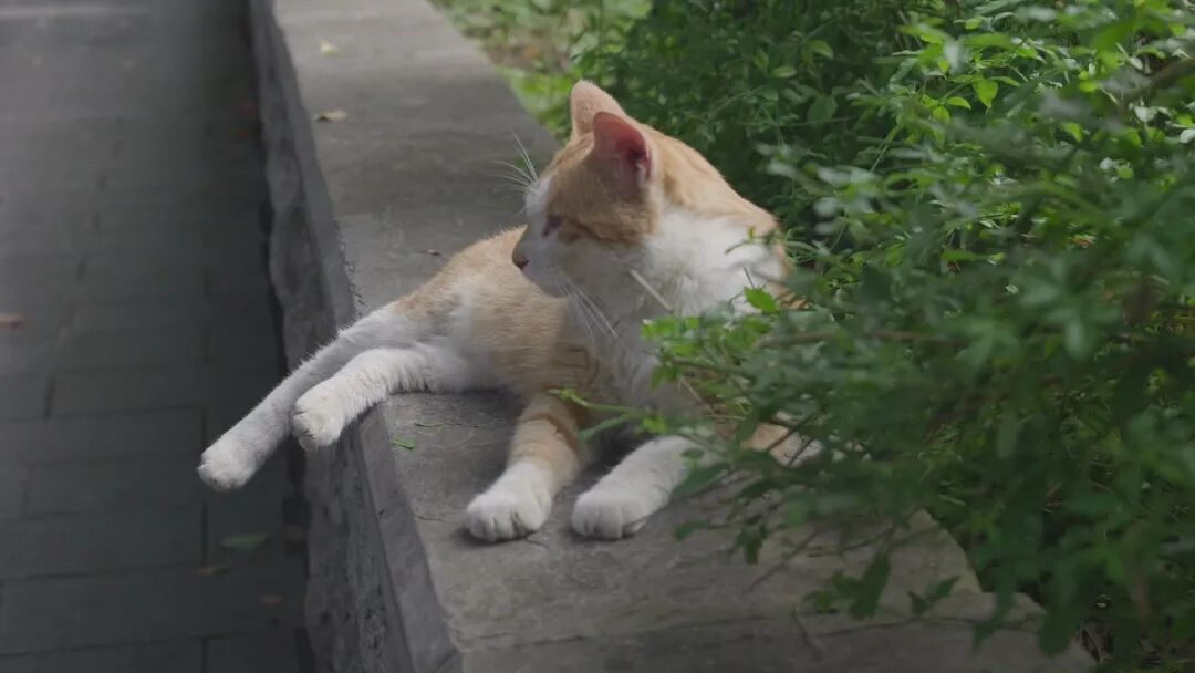 一网友发布本地“虐猫”照片，警方辟谣：文字系AI合成，图片系网图
