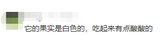 猴面包树在广东结果了，比非洲的还大！网友：好吃吗