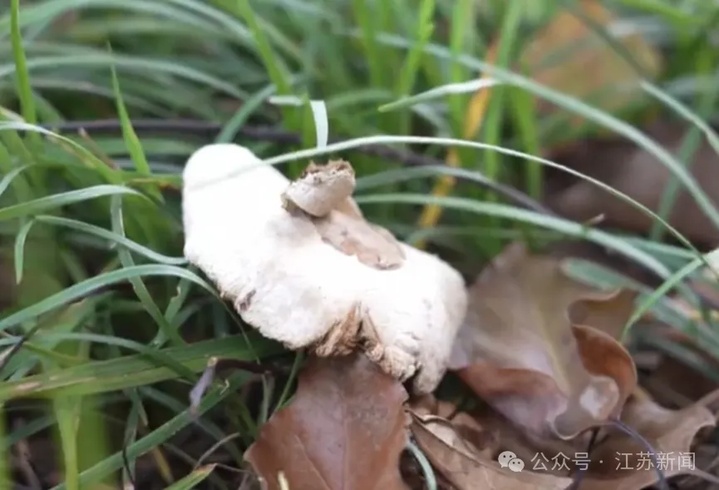 虫眼蘑菇无毒?已有人躺进急诊室!医生紧急提醒 虫眼蘑菇无毒?已有人躺进急诊室!医生紧急提醒