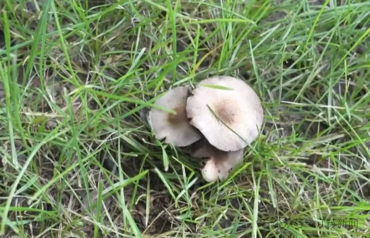 虫眼蘑菇无毒?已有人躺进急诊室!医生紧急提醒 虫眼蘑菇无毒?已有人躺进急诊室!医生紧急提醒