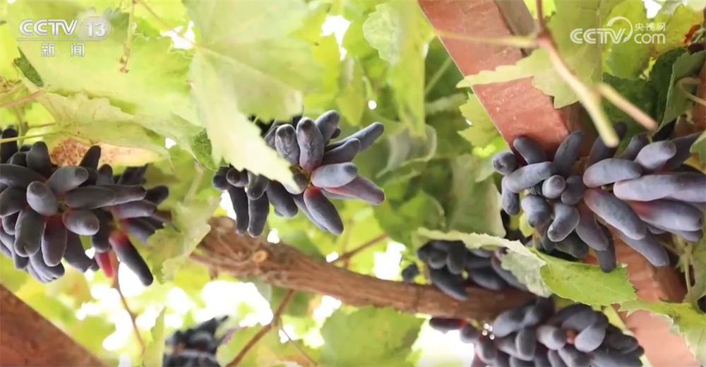 砥砺奋进七十载 天山南北谱华章|“绿围脖”旁生机勃勃 扩边增绿工程结出“致富果” 砥砺奋进七十载 天山南北谱华章|“绿围脖”旁生机勃勃 扩边增绿工程结出“致富果”