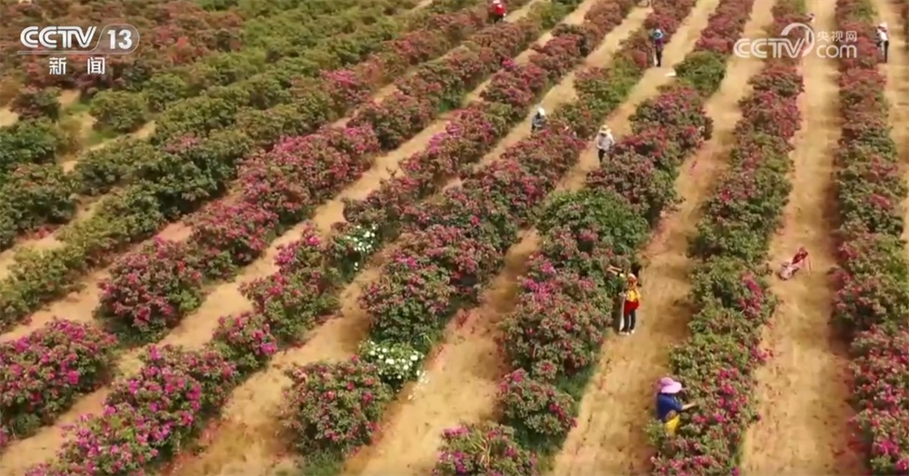 砥砺奋进七十载 天山南北谱华章|“绿围脖”旁生机勃勃 扩边增绿工程结出“致富果” 砥砺奋进七十载 天山南北谱华章|“绿围脖”旁生机勃勃 扩边增绿工程结出“致富果”