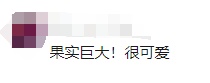 猴面包树在广东结果了，比非洲的还大！网友：好吃吗