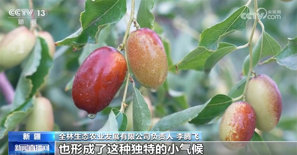 砥砺奋进七十载 天山南北谱华章|“绿围脖”旁生机勃勃 扩边增绿工程结出“致富果” 砥砺奋进七十载 天山南北谱华章|“绿围脖”旁生机勃勃 扩边增绿工程结出“致富果”