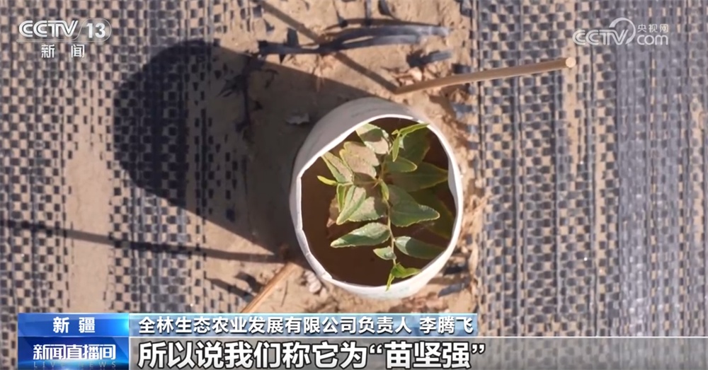 砥砺奋进七十载 天山南北谱华章|“绿围脖”旁生机勃勃 扩边增绿工程结出“致富果” 砥砺奋进七十载 天山南北谱华章|“绿围脖”旁生机勃勃 扩边增绿工程结出“致富果”