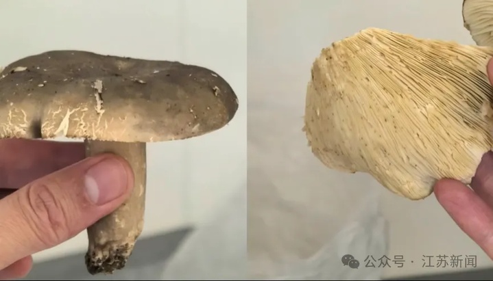 虫眼蘑菇无毒?已有人躺进急诊室!医生紧急提醒 虫眼蘑菇无毒?已有人躺进急诊室!医生紧急提醒