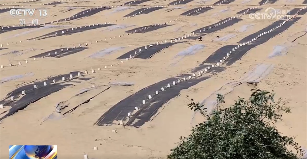 砥砺奋进七十载 天山南北谱华章|“绿围脖”旁生机勃勃 扩边增绿工程结出“致富果” 砥砺奋进七十载 天山南北谱华章|“绿围脖”旁生机勃勃 扩边增绿工程结出“致富果”