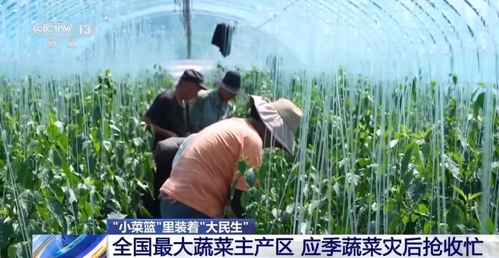 “小菜篮”里装着“大民生” 面对菜价波动 多地出实招守护“菜篮子”