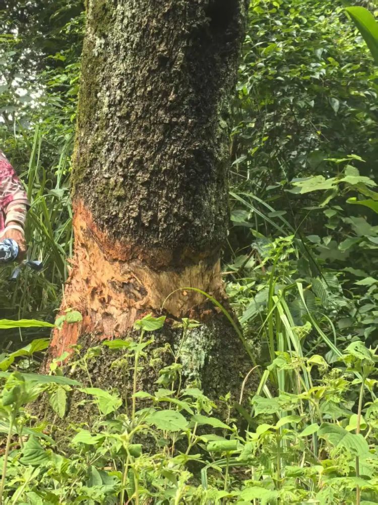 “鬼迷心窍”酿苦果！女子因“树挡庄稼”环剥8棵邻家树皮被行拘