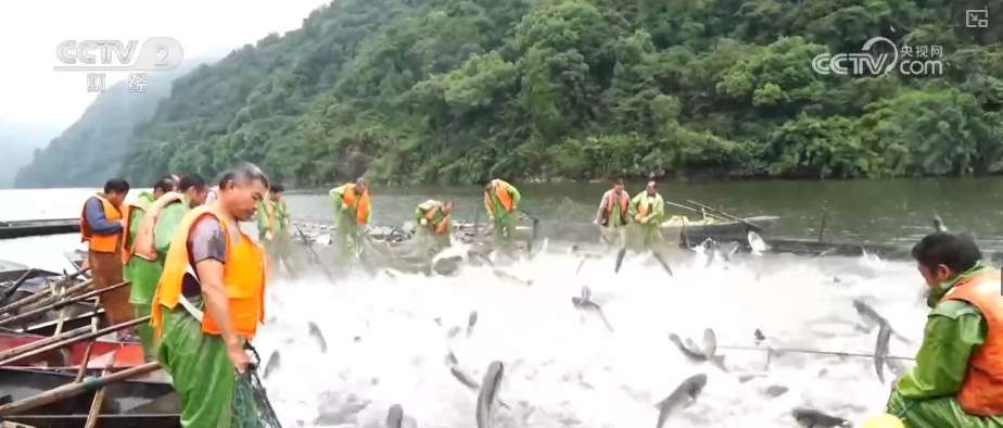 瓜果飘香、禾谷满仓、鱼跃人欢 希望田野上处处金秋好“丰”光