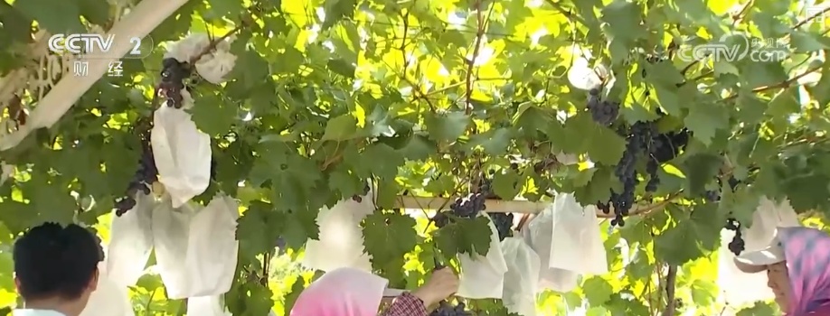 瓜果飘香、禾谷满仓、鱼跃人欢 希望田野上处处金秋好“丰”光