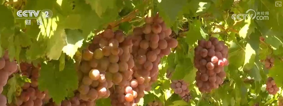 瓜果飘香、禾谷满仓、鱼跃人欢 希望田野上处处金秋好“丰”光