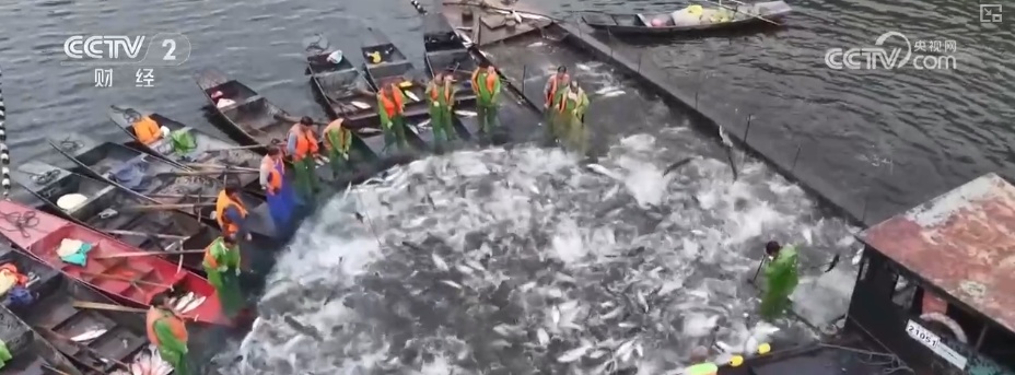 瓜果飘香、禾谷满仓、鱼跃人欢 希望田野上处处金秋好“丰”光