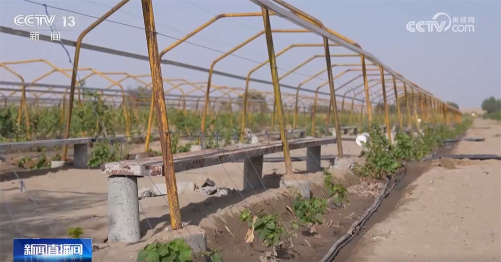 砥砺奋进七十载 天山南北谱华章|“绿围脖”旁生机勃勃 扩边增绿工程结出“致富果” 砥砺奋进七十载 天山南北谱华章|“绿围脖”旁生机勃勃 扩边增绿工程结出“致富果”