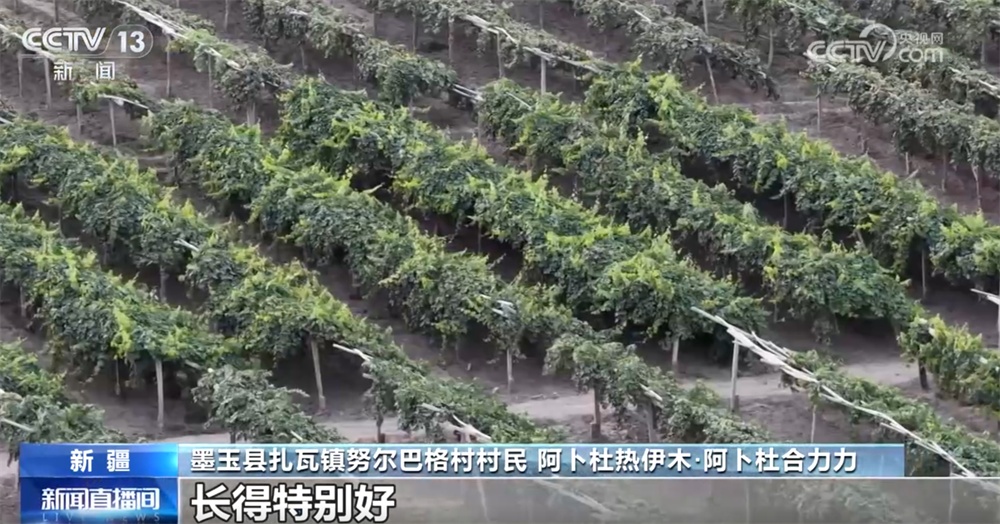 砥砺奋进七十载 天山南北谱华章|“绿围脖”旁生机勃勃 扩边增绿工程结出“致富果” 砥砺奋进七十载 天山南北谱华章|“绿围脖”旁生机勃勃 扩边增绿工程结出“致富果”