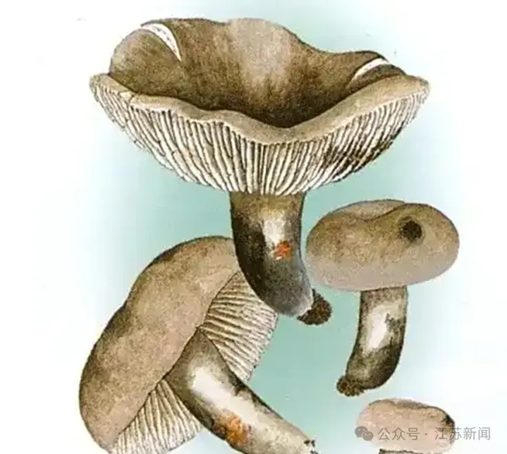 虫眼蘑菇无毒?已有人躺进急诊室!医生紧急提醒 虫眼蘑菇无毒?已有人躺进急诊室!医生紧急提醒