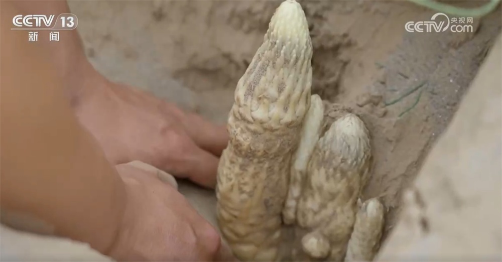 砥砺奋进七十载 天山南北谱华章|“绿围脖”旁生机勃勃 扩边增绿工程结出“致富果” 砥砺奋进七十载 天山南北谱华章|“绿围脖”旁生机勃勃 扩边增绿工程结出“致富果”