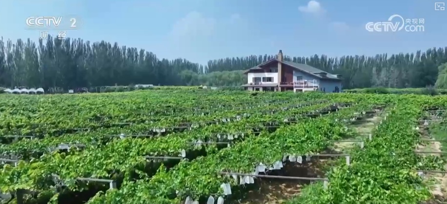 瓜果飘香、禾谷满仓、鱼跃人欢 希望田野上处处金秋好“丰”光