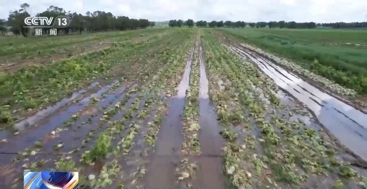 “小菜篮”里装着“大民生” 面对菜价波动 多地出实招守护“菜篮子”