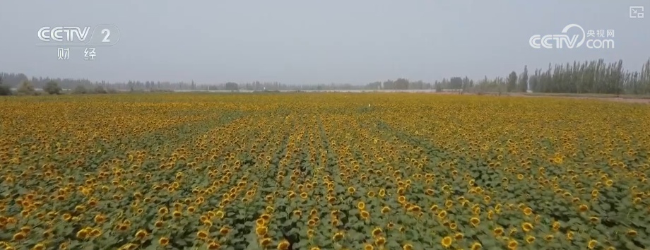 瓜果飘香、禾谷满仓、鱼跃人欢 希望田野上处处金秋好“丰”光