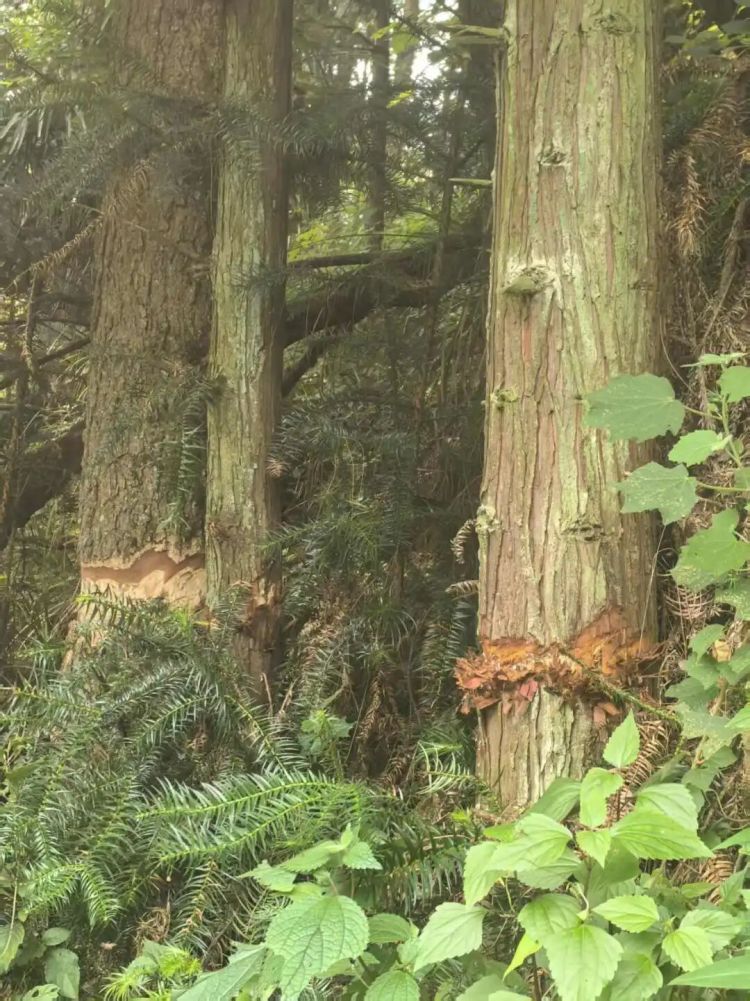 “鬼迷心窍”酿苦果！女子因“树挡庄稼”环剥8棵邻家树皮被行拘