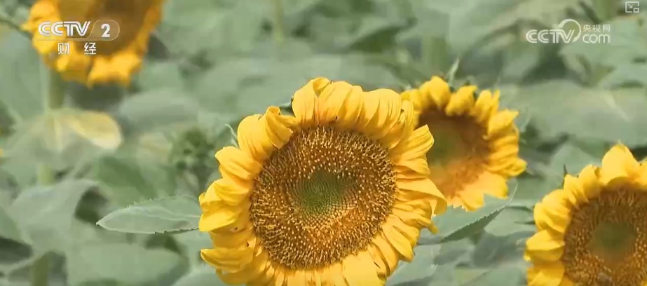 瓜果飘香、禾谷满仓、鱼跃人欢 希望田野上处处金秋好“丰”光