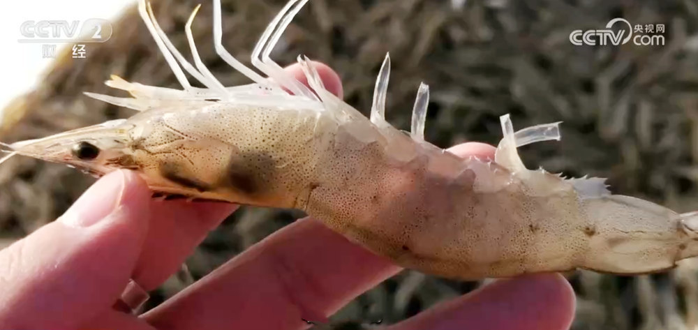 “百姓餐桌”物丰、量足、价稳 节前消费市场供销两旺