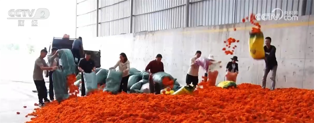 “科技+”为农业现代化插上腾飞的翅膀 良种良机良法绘就金秋好“丰”景