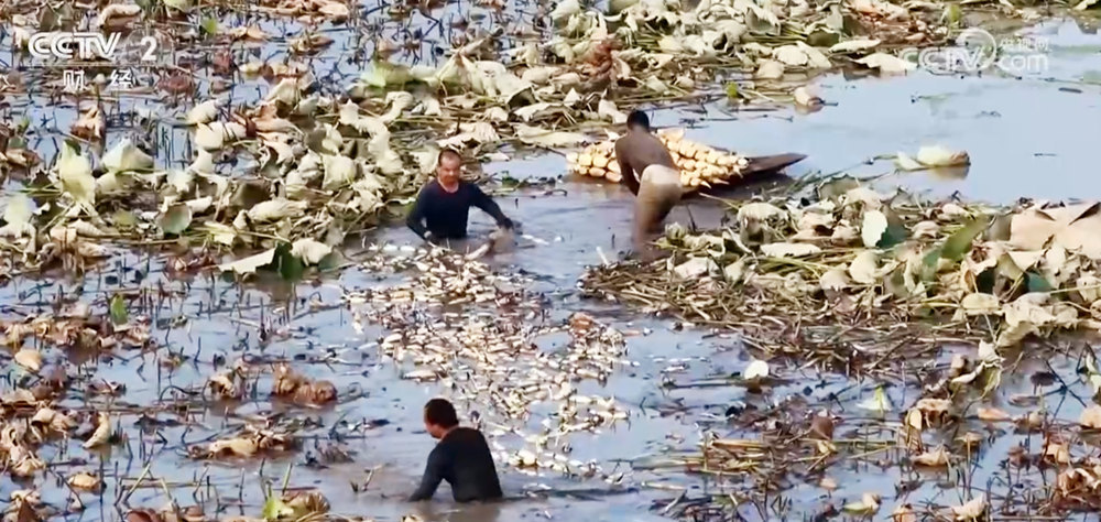 “百姓餐桌”物丰、量足、价稳 节前消费市场供销两旺