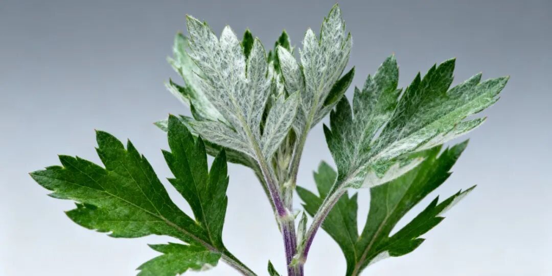 秋天，到了适合泡脚的季节，请收好这6个泡脚方