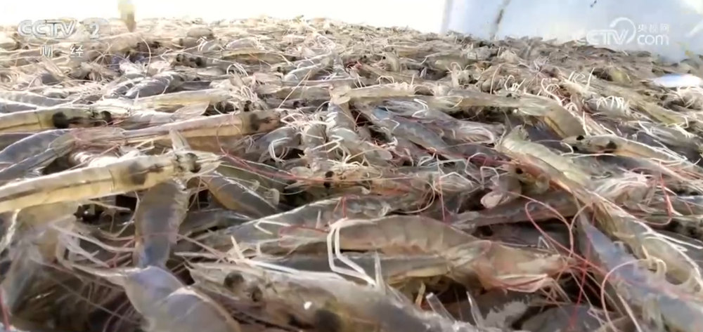 “百姓餐桌”物丰、量足、价稳 节前消费市场供销两旺