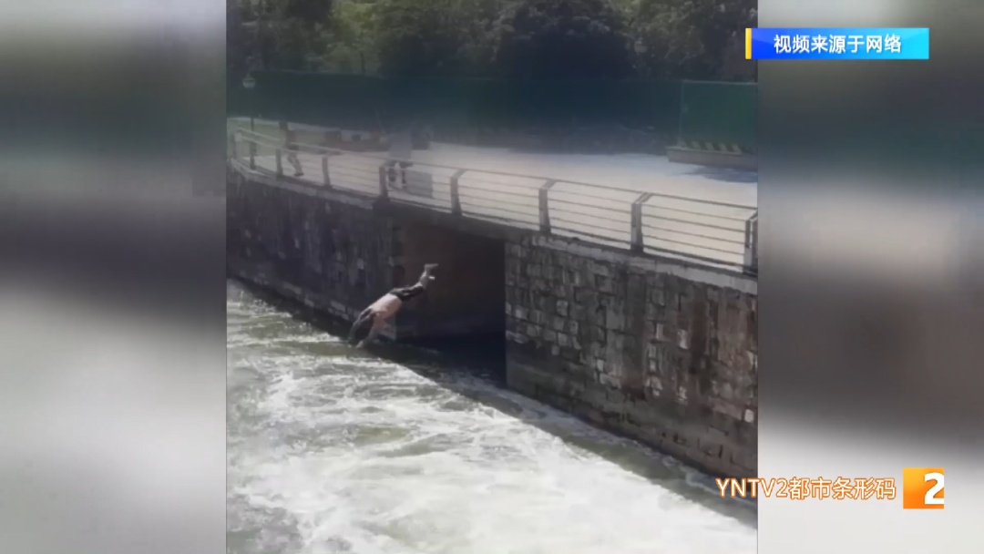 后空翻、反手、背跃！盘龙江野泳族花式跳水……