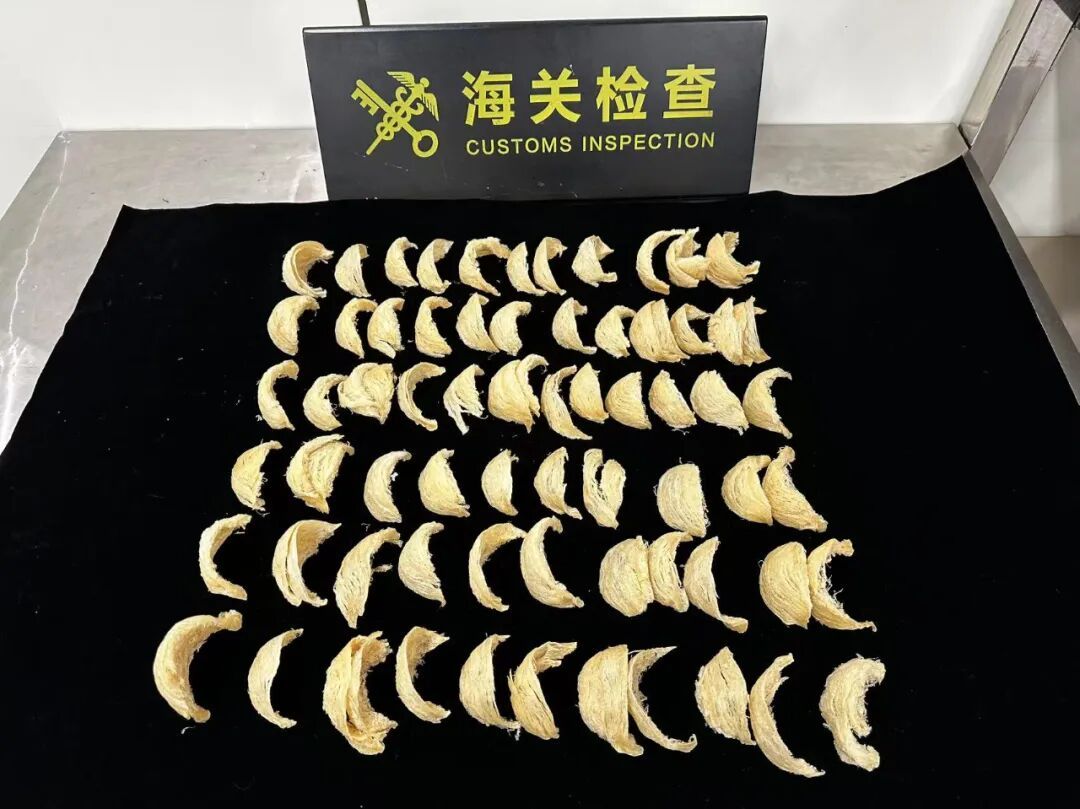 事发广东一口岸，女子在裙子和打底裤内藏燕窝491.2克被查