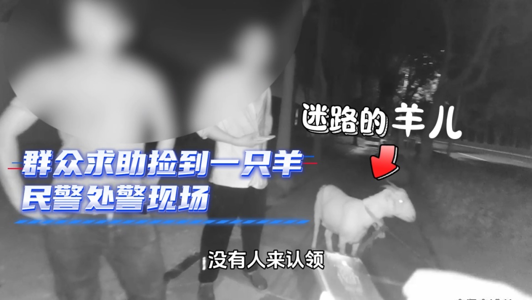 谁家的羊咩咩，偷溜上街“轧马路”？