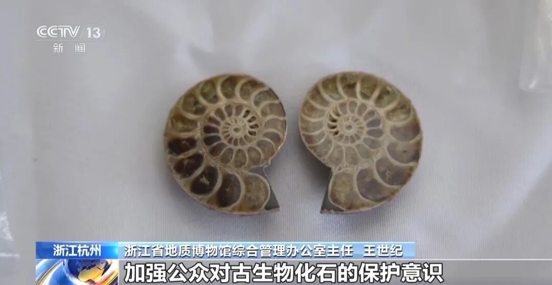 2366件走私古生物化石,在杭州被查获! 2366件走私古生物化石,在杭州被查获!