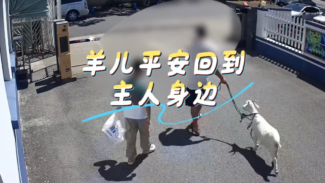 谁家的羊咩咩，偷溜上街“轧马路”？