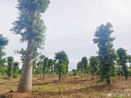 广东人种的猴面包树果实比非洲还大