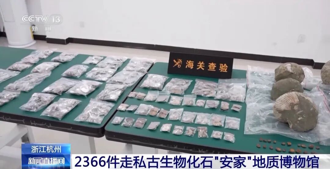 2366件走私古生物化石,在杭州被查获! 2366件走私古生物化石,在杭州被查获!