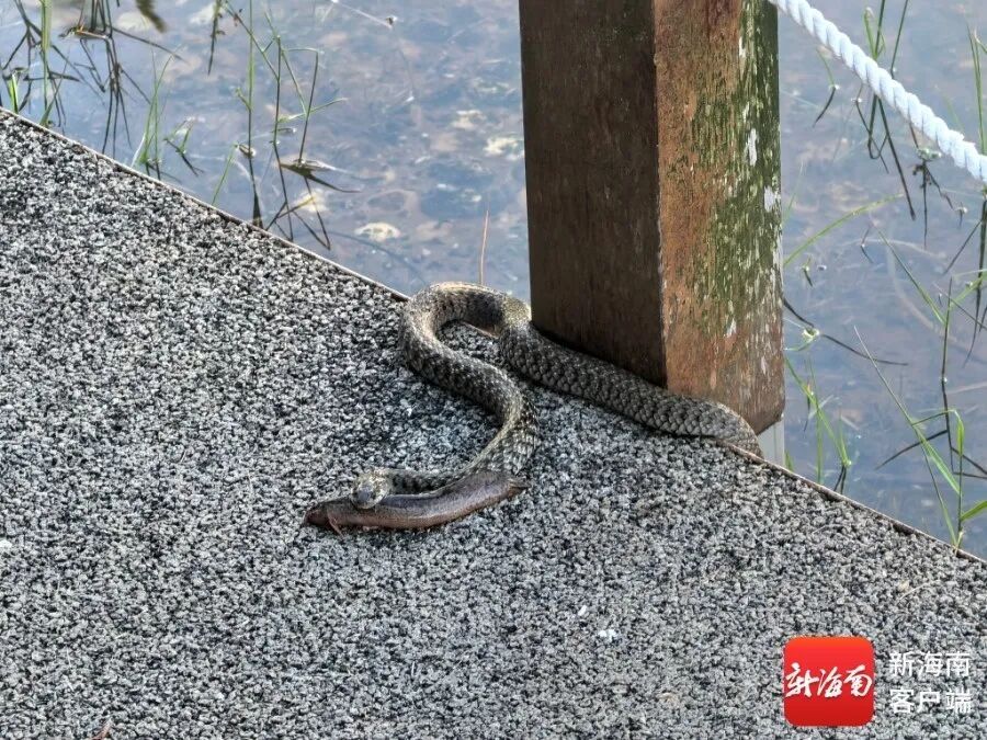 海口滨海公园现草花蛇,公园管理方将联动消防处理 海口滨海公园现草花蛇,公园管理方将联动消防处理
