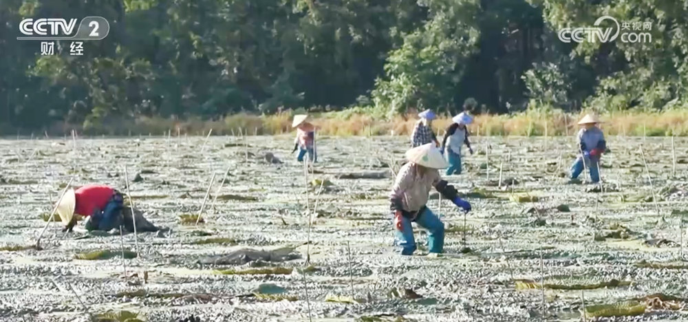 “百姓餐桌”物丰、量足、价稳 节前消费市场供销两旺