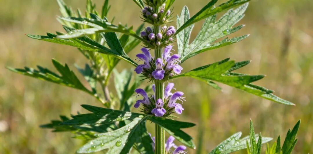 秋天，到了适合泡脚的季节，请收好这6个泡脚方