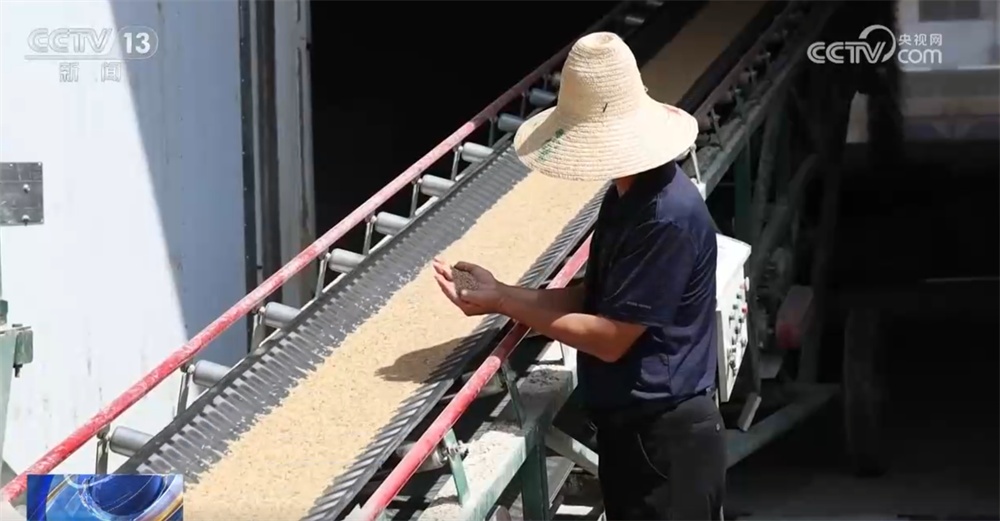 小麦收购市场“新”气象让群众卖“明白粮、放心粮” 节日市场货足价稳有保障