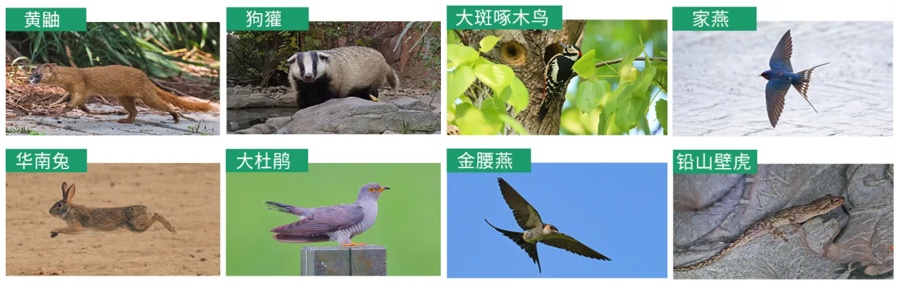 上海官宣：新增一批重点保护对象，其中它被误解太深......