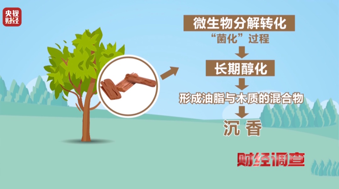 有商家用注油白木冒充沉香,东南地区最大沉香市场有卖假货!央视调查→ 有商家用注油白木冒充沉香,东南地区最大沉香市场有卖假货!央视调查→