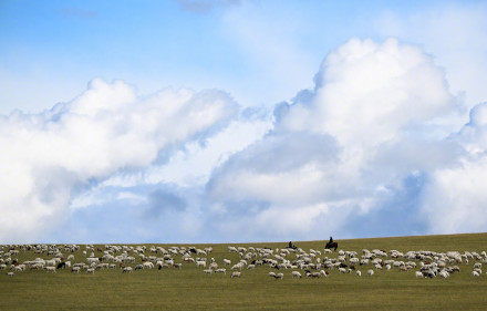 收藏！初秋草原养眼壁纸上新
